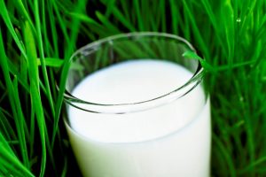 Glass of milk in grass, selective focus on rim.